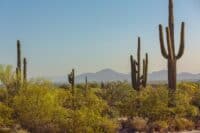 A desert landscape with cactus trees and mountains.